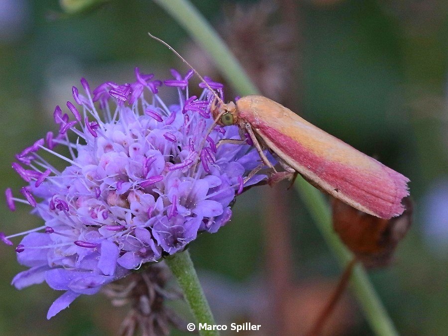 Falena da determinare - Oncocera semirubella, Pyralidae